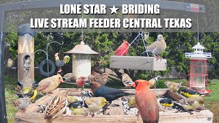 Bird Feeder Live Stream, ★ Central Texas ★ - 40 Plus Bird Species Identified - Ad free