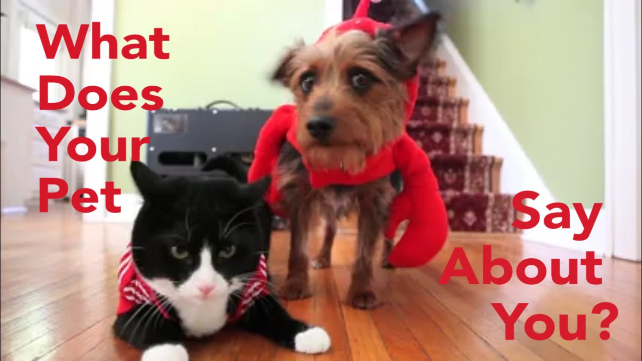 Cat People VS Dog Lovers Your Pets Say A Lot About Your Personality YouTube