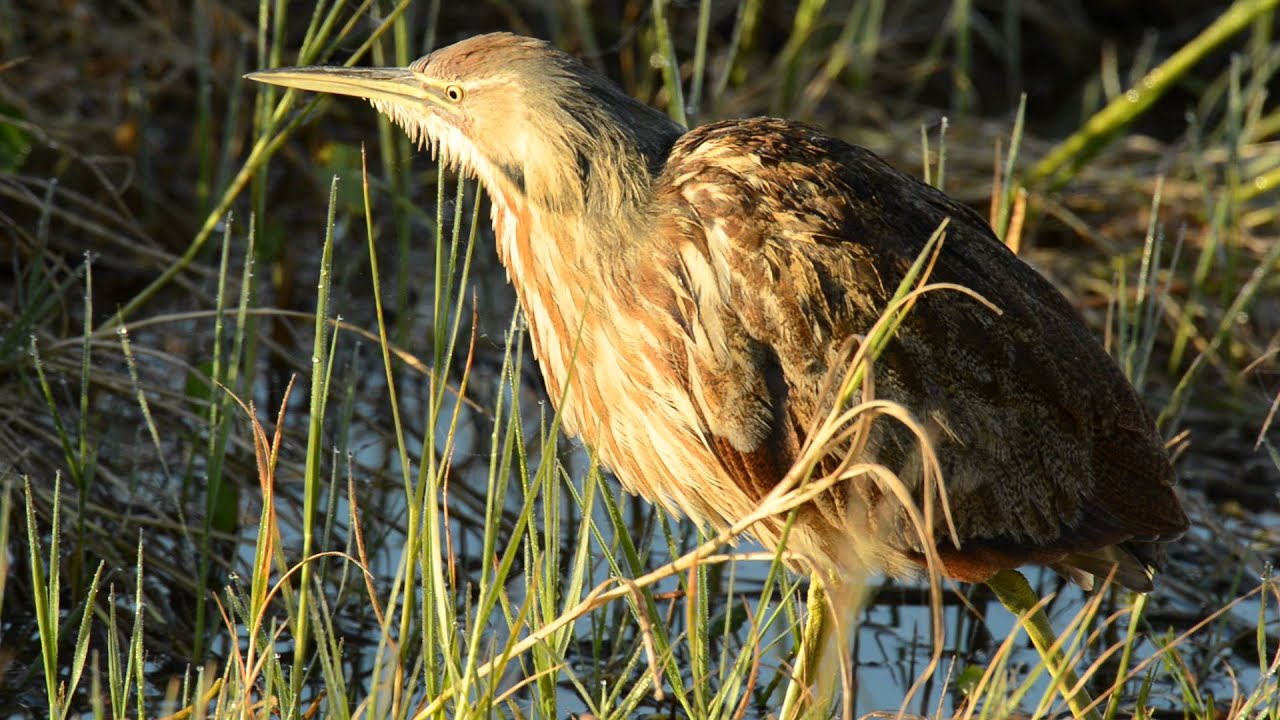 7 American Bittern, Viera Movie