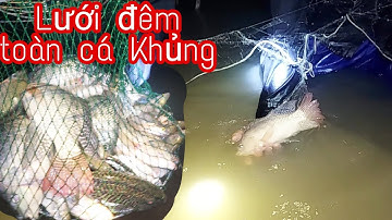 Giăng Lưới Mùa Nước Nổi,thăm lưới đêm trên ruộng đầy bất ngờ | vui miền tây vlog