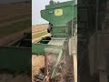 Combining wheat with a john deere 65 pull type combine