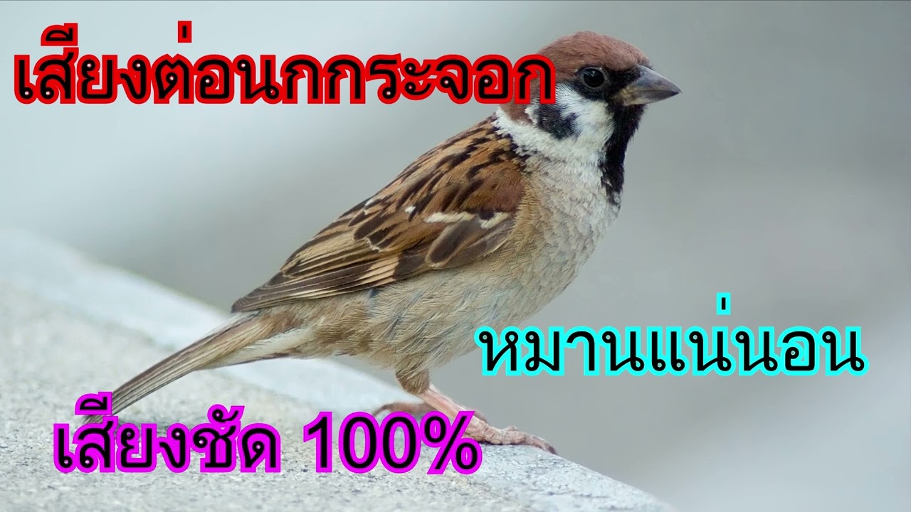 เสียงต่อนกกระจอก เสียงชัด100% ต่อเข้าเร็ว