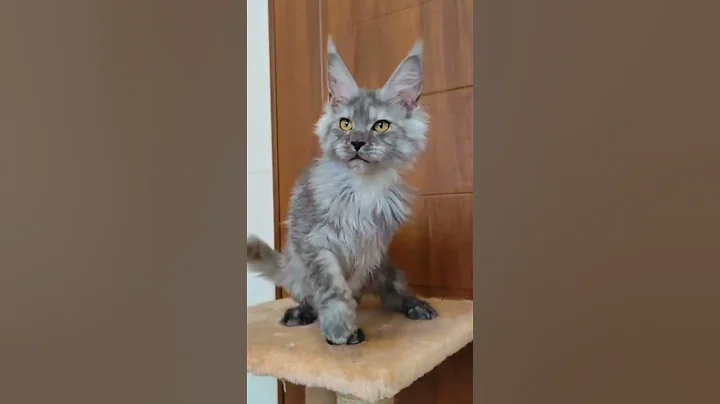 Video 11584321: mainecoon kitten catlover cats, mainecoon cat kitten kitty, mainecoon cute catlover kitty, maine coon girl