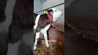 Bu Kadar Tatlı Bir Video Gördünüz Mü ? Ğı Ilık