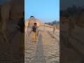 الن اق ة ت ر ع ى ه اد ئ ة و ال ج م ل ي ر اق ب ه ا م ن خ ل ف الن اق ة ت ر ع ى ه اد ئ ة و ال ج م ل ي ر اق ب ه ا م ن خ ل ف