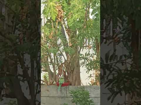 chun chun karti aai chidiya