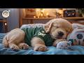Calming Music for Dogs 🌿Music to Help Dogs Feel Happy🌌 Providing a Soothing Escape from Daily Stress