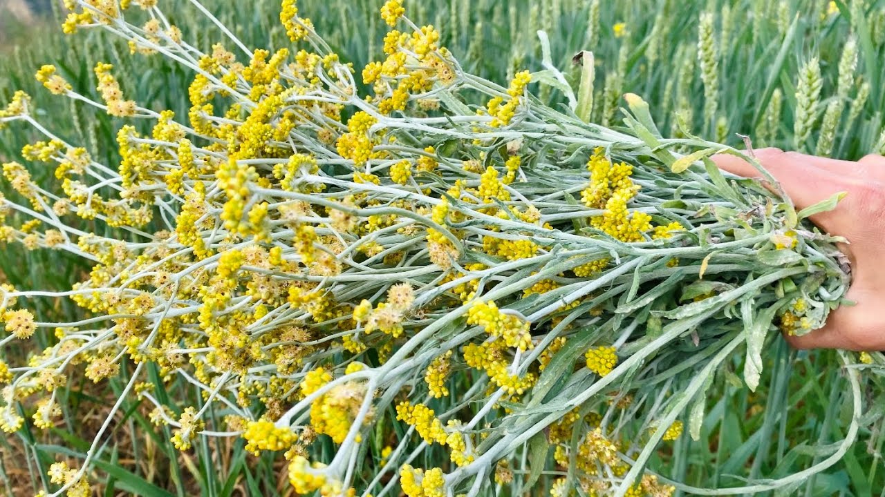 foraging wild edibles：How to Make a cuisine with Cudweed Plants  Cudweed Pancakes