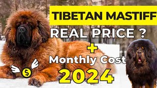 Tibetian Mastiff Dog Price In India 2024 Tibetan Mastiff Price And Monthly Expenses