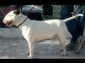 &quot;Shogun&quot; Nieto de Dempower C. Enforced &quot;Pinocho&quot; Bull Terrier Inglés (facebook.- Héctor Nevárez)