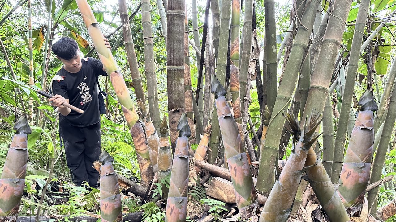 Orphans'Lives Go to the forest to find bamboo shoots to sell, earn