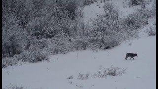 Excepcional encuentro entre un lince y un lobo en la naturaleza