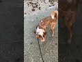 Doggo isn’t too sure how to feel about the waves. #funny #animals #dog #nature #fyp #shorts