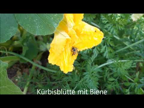 Gartenrundgang juli 2019
