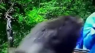 Tayfun Yılmaz Maymun Vineler