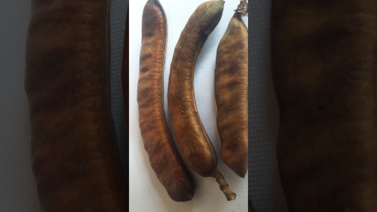 Benefícios do Jucá (Pau ferro) 