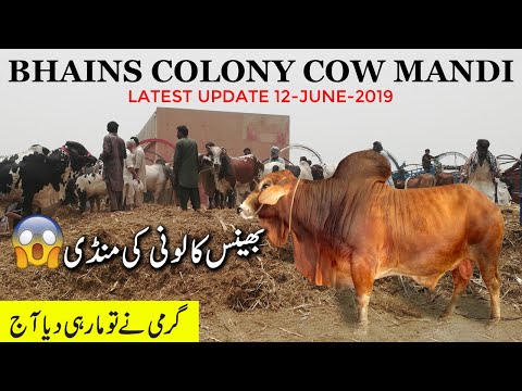 Cow Mandi Karachi - Bhains Colony Cow Mandi Latest Update 12 June 2019 - Cattle Rates