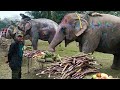 Group of Elephants Competing for Food 🐘 | Intense Wildlife Moment