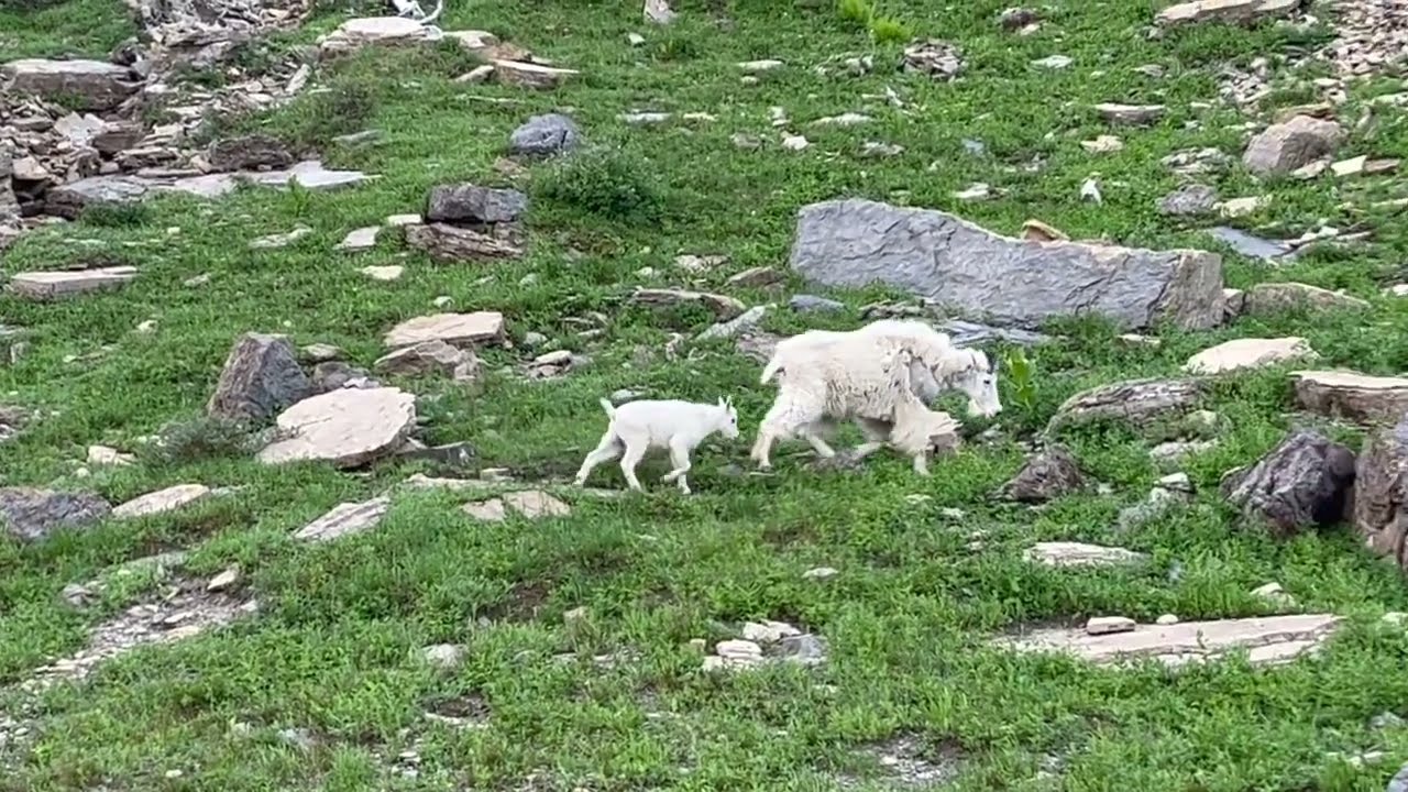 Wildlife Wonder: Meeting a Mountain Goat in Glacier Park