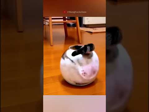 This cat flows into anything #animals #Funny #funnyanimals #love #cute #pets #cat