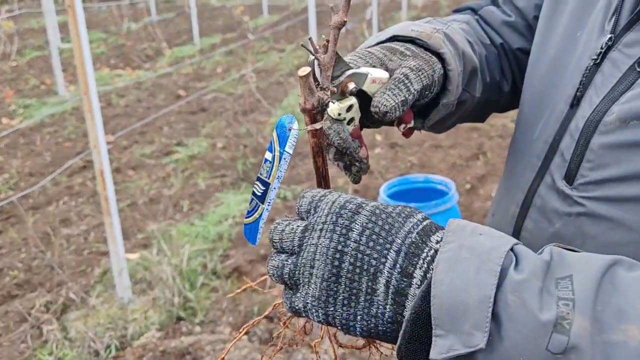 ПОСАДКА/КОРНЕСОБСТВЕННОГО /САЖЕНЦА/ВИНОГРАДА/ОСЕНЬЮ