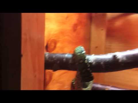 Diamond Pythons in new cage on September 5, 2011