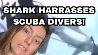 Marine Biologist Reacts To Shark Haring Scuba Divers