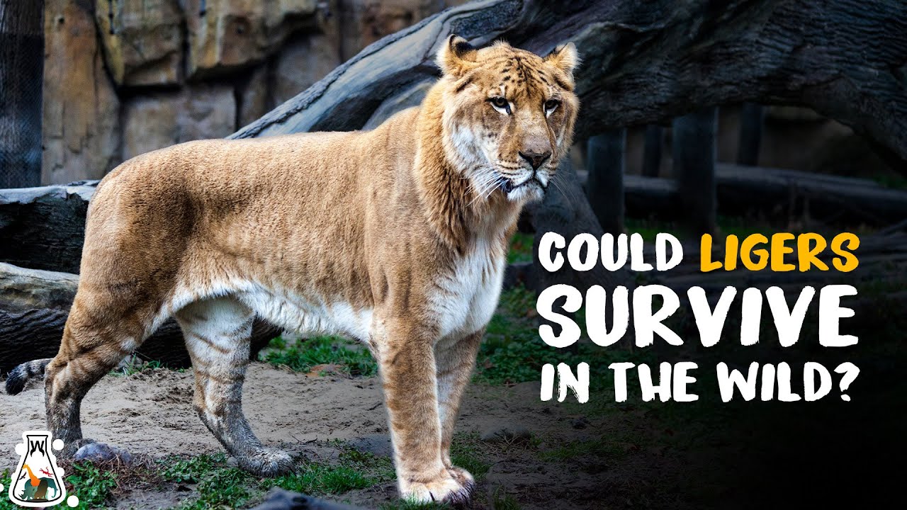 Could Ligers Survive in The Wild? - YouTube