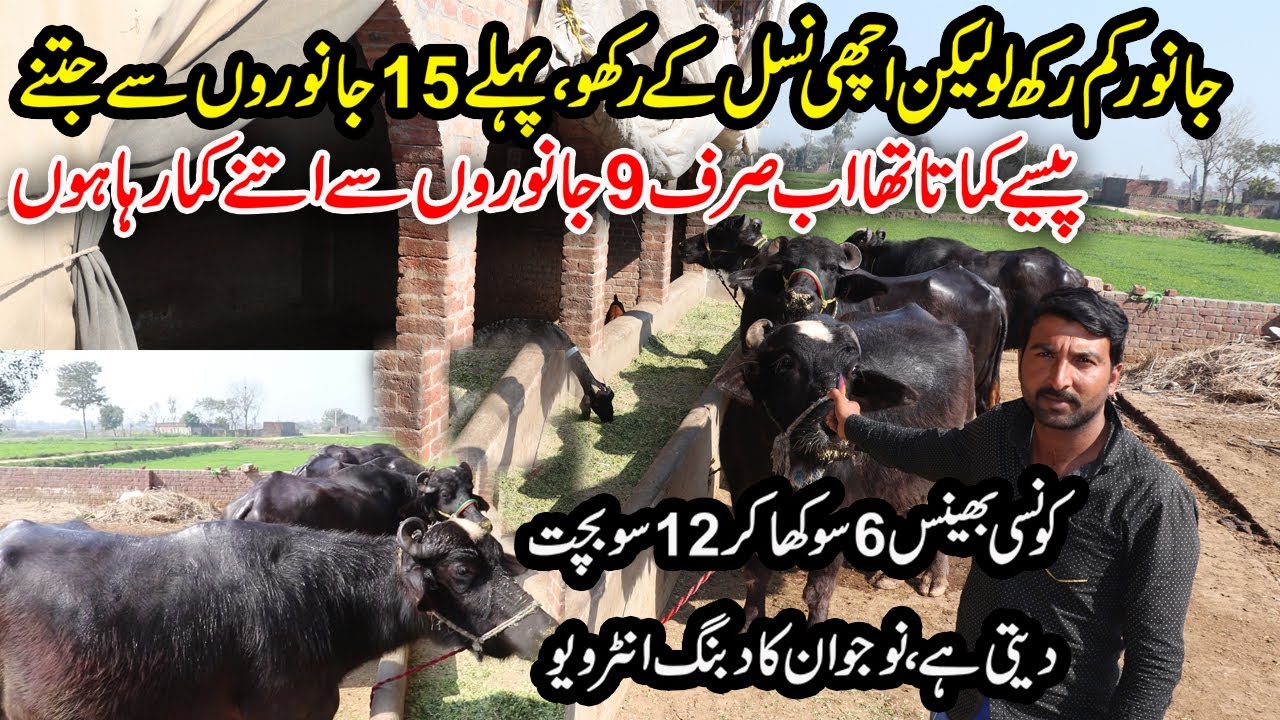 Small Dairy Farm of High Quality Buffaloes is Profitable As Compare To