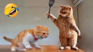 Funniest Animals 2023 😂 Funniest Cats and Dogs 😺🐶 Part 01 - Life Pawty