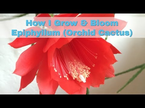 How I Grow Bloom Epiphyllum Orchid Cactus