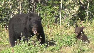 Black Bear - Fun Facts by ZooLogix  125 views 6 months ago 1 minute, 23 seconds