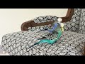 Unfiltered budgie play #budgie #parakeet #parrot #budgieplay
