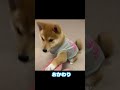 一生懸命おてをしてくれる子犬がかわいすぎました　#Shorts
