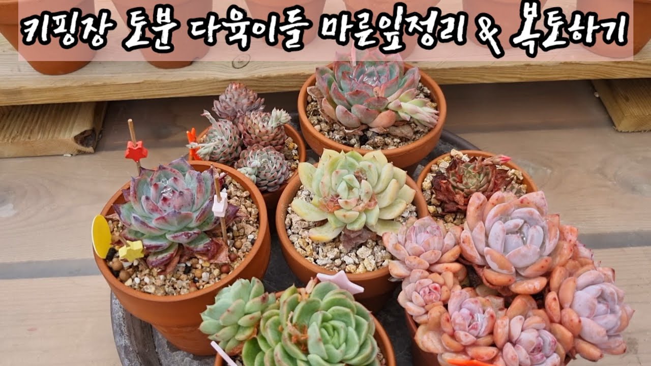 토분 마른잎 제거 & 복토해주기~ 여름을 잘 보내기 위해 미리미리 살펴봅니다~