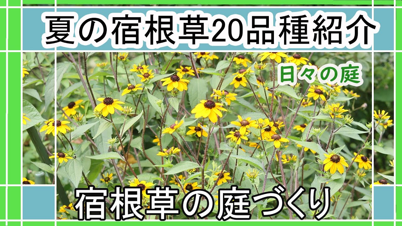 【ガーデニング】夏の宿根草多年草20品種紹介｜宿根草の庭づくり｜夏に咲いている花｜7月下旬の庭の様子｜Japanese Garden ...