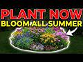 Plant These in May! 15 Fast Spreading Perennials for a Lush Landscape