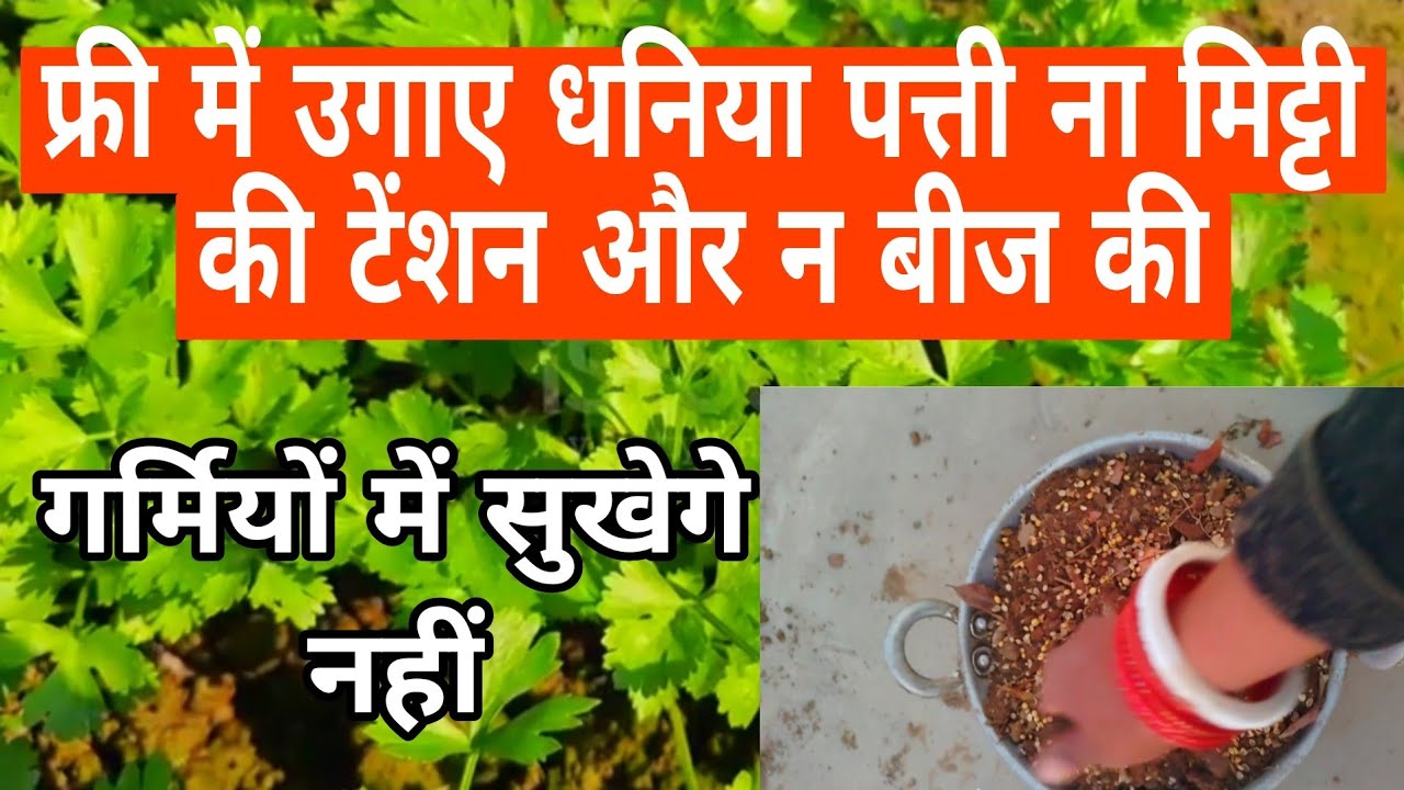 गर्मियों में धनिया पत्ती उगाने का अचुक तरीका वो भी जीरो खर्च में/grow coriander leaves 