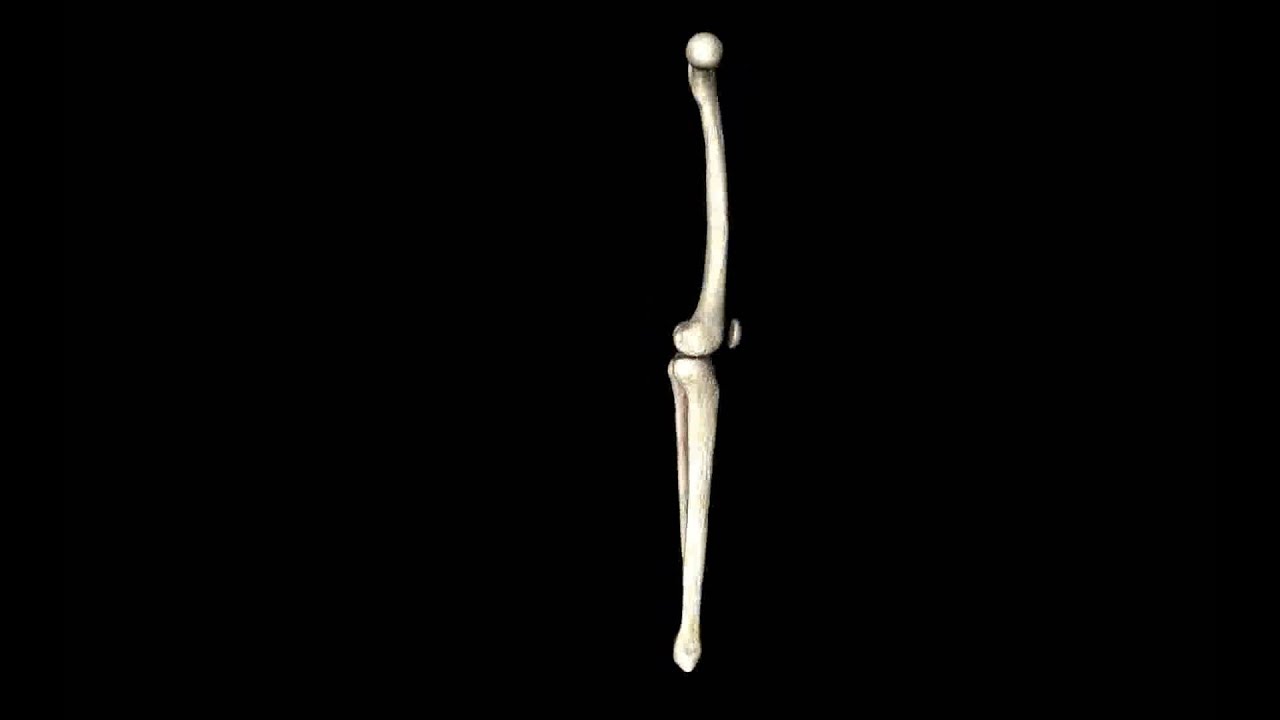 Knee Joint - Femur, tibia, fibula 3d Models 3D model from CGTrader.com ...
