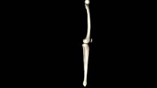 Knee Joint - Femur, tibia, fibula 3d Models 3D model from CGTrader.com