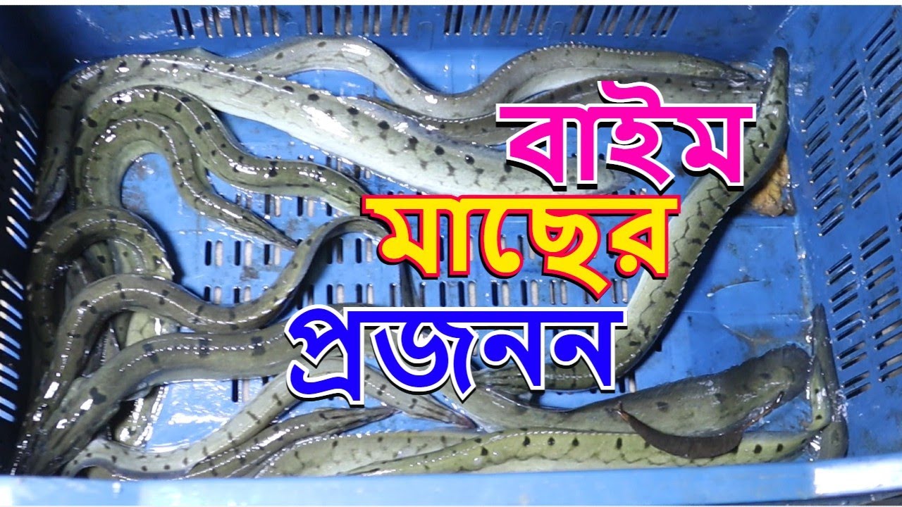 বাইম মাছের প্রজনন  পদ্ধতি।সহজ পদ্ধতিতে মাছ চাষ।রুবেল মিয়া।