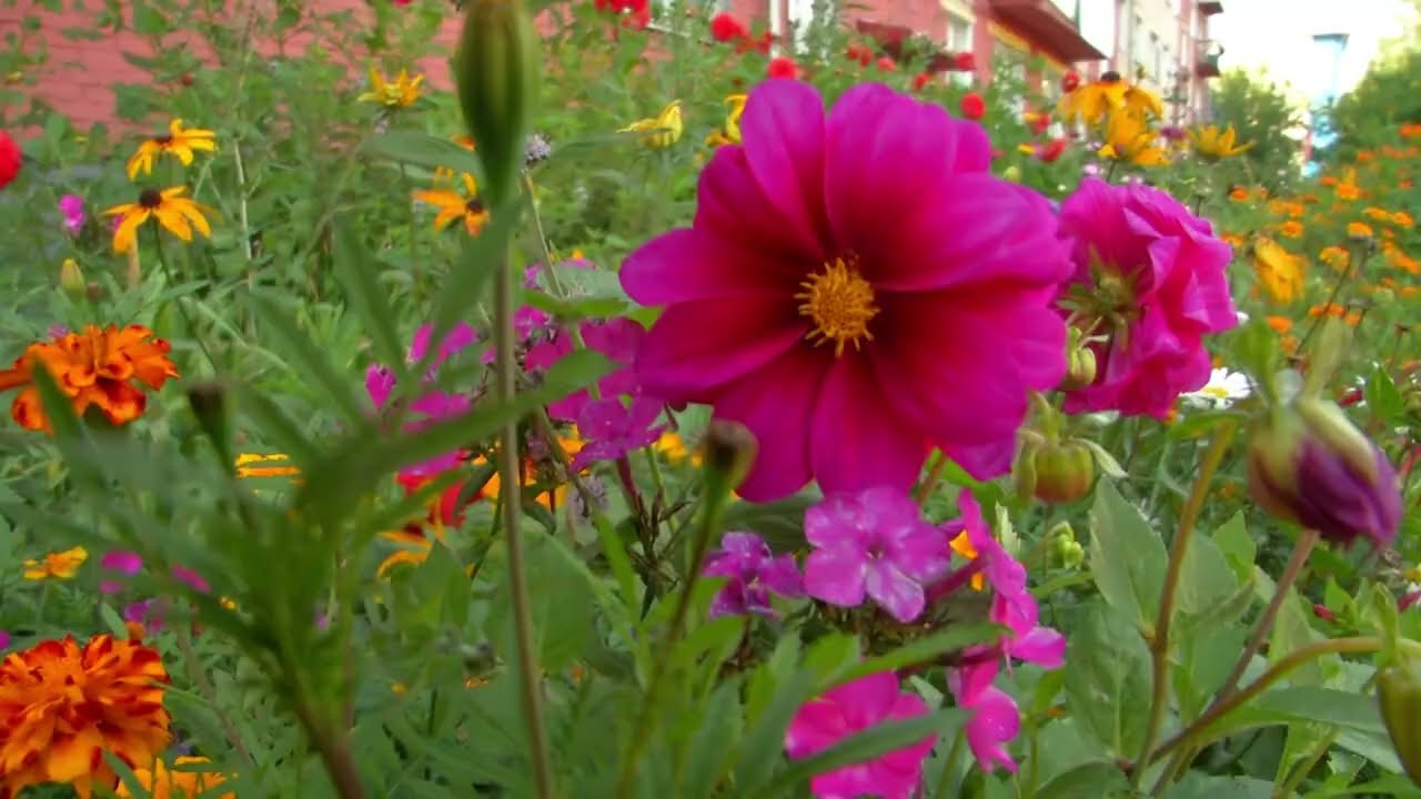 DOAMNE EȘTI GRĂDINARUL VIEȚII MELE .