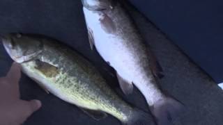 The Differences Between A Largemouth And Smallmouth Bass Profile