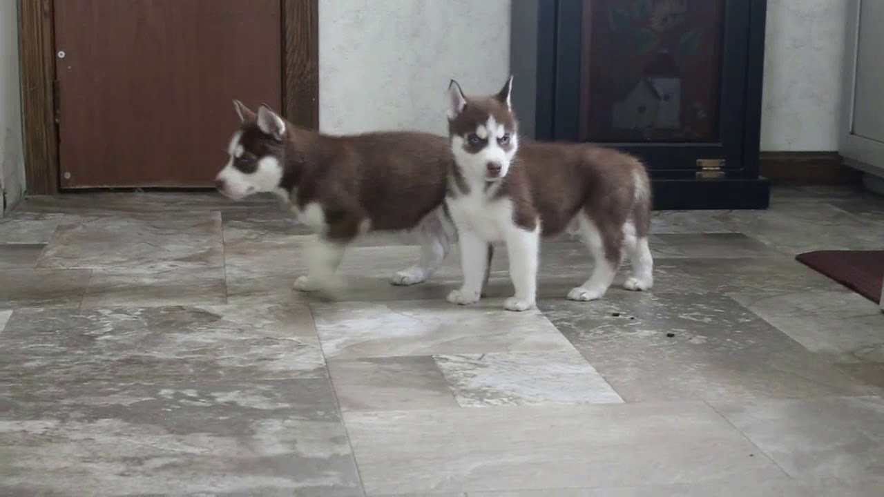 greenfield puppies husky