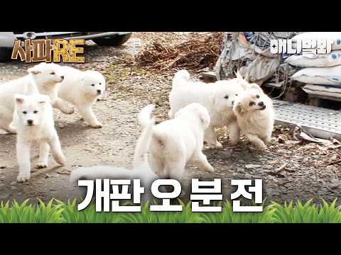 [#사파RE] 귀여우면 장땡! 귀여운 사고뭉치 조카들 상대하는 삼촌 '달이'의 댕 빡센 수난시대🐕💦 #TV동물농장 #AnimalFarm #애니멀봐