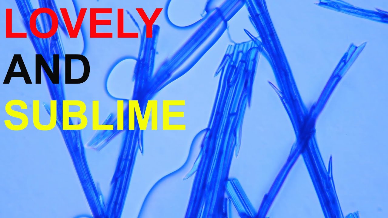 Dandelions are SUBLIME under the Microscope - YouTube