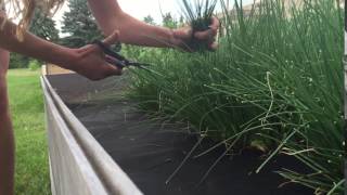 Harvest your chives again and again, for a spicy onion flavor in
salads sauces. more at: www.seedsheets.com/tutorials