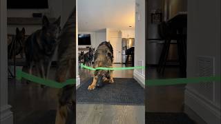 German Shepherds Gone Wild