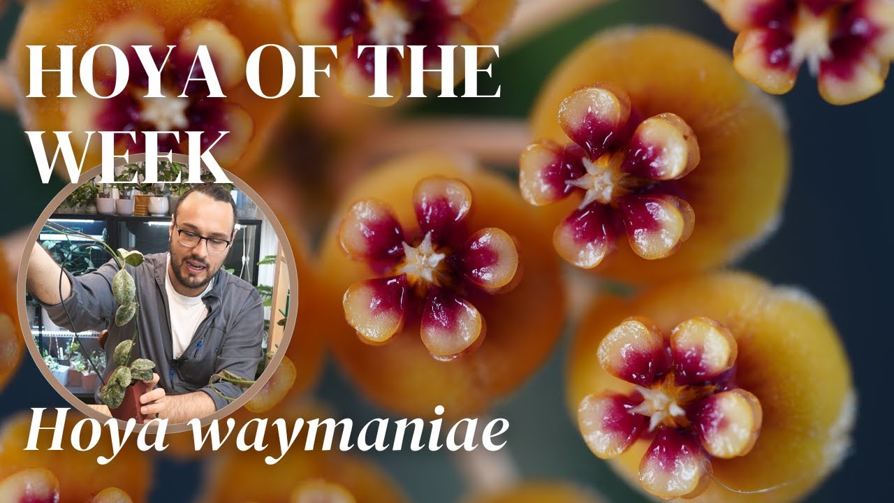 I was frustrated with Hoya waymaniae and then I got the right one