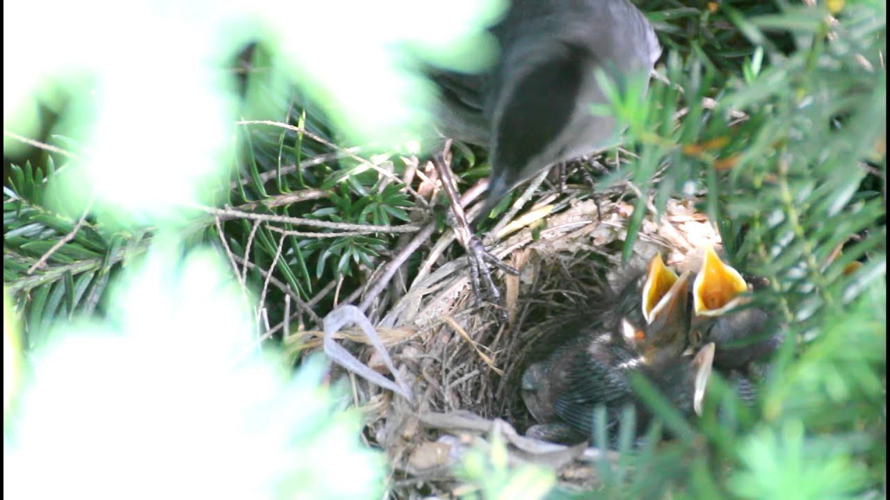 Gray Catbird Hatchlings Youtube